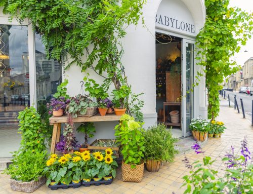 ON TOUR: Helianthus Sunsation® brings warmth to the people of Bordeaux!