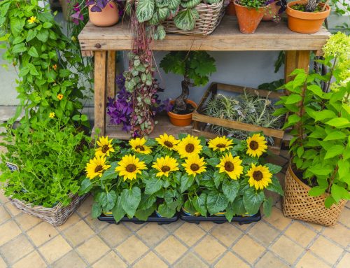 Ongeremd genieten van Sunsation® potzonnebloemen