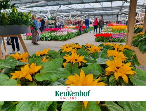 Sunsation® kleurt Keukenhof