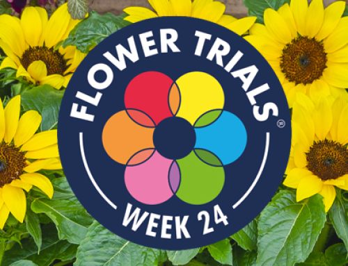 IN DE SPOTLIGHT: Sunsation® Compact te zien bij FlowerTrials