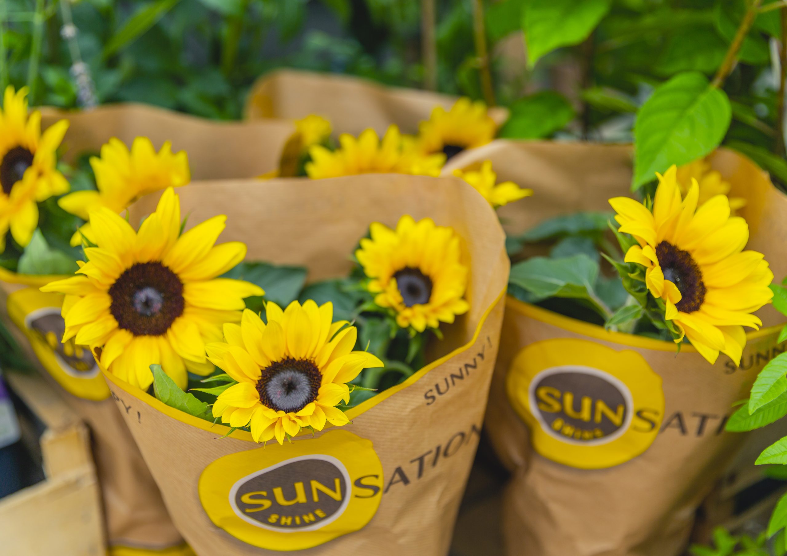 7Sunsation1